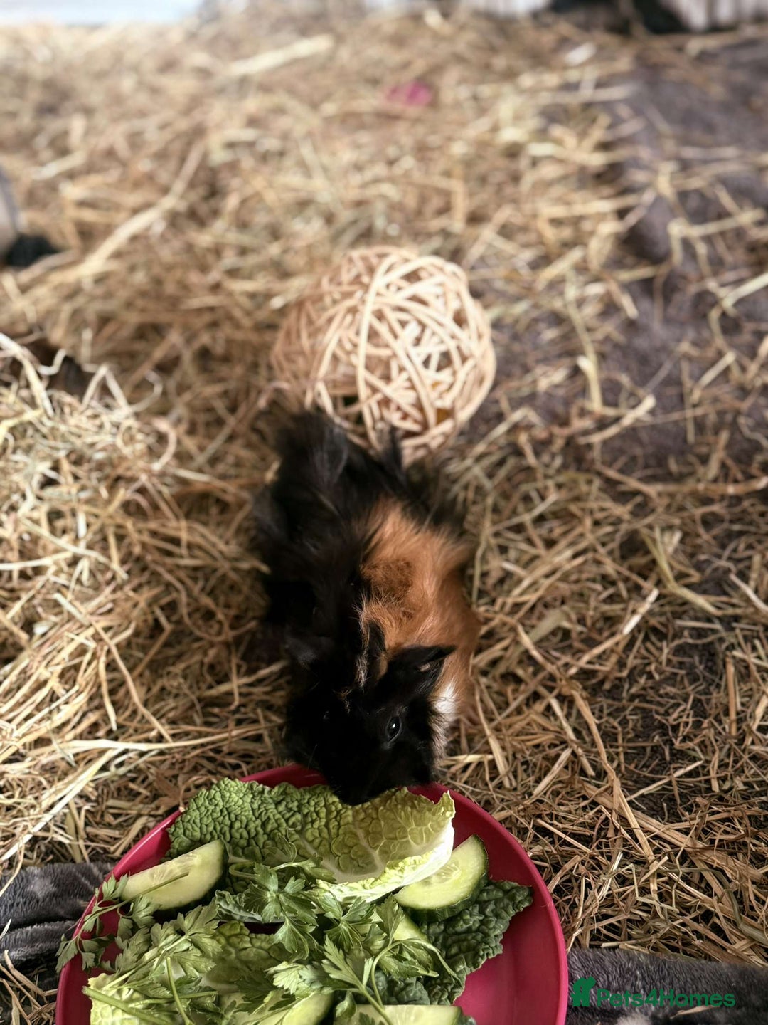 Guinea Pig rodents for sale: 2 Male Guinea Pigs - Image 4
