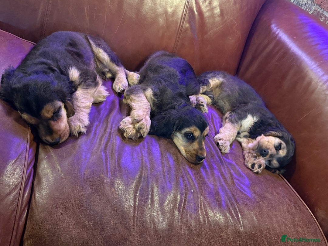 Cocker Spaniel dogs for sale: Dark Sable Cocker Spaniel Pups - Image 1