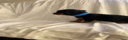 Jack Russell dogs for sale: Jack Russell puppies for sale  - Advert 9