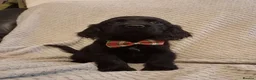 Cockerdor dogs for sale: Here i have 3 stunning cocker spaniel puppies - Advert 13