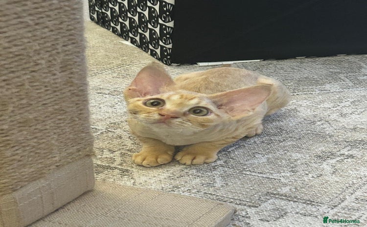 Devon Rex cats - Advert 1