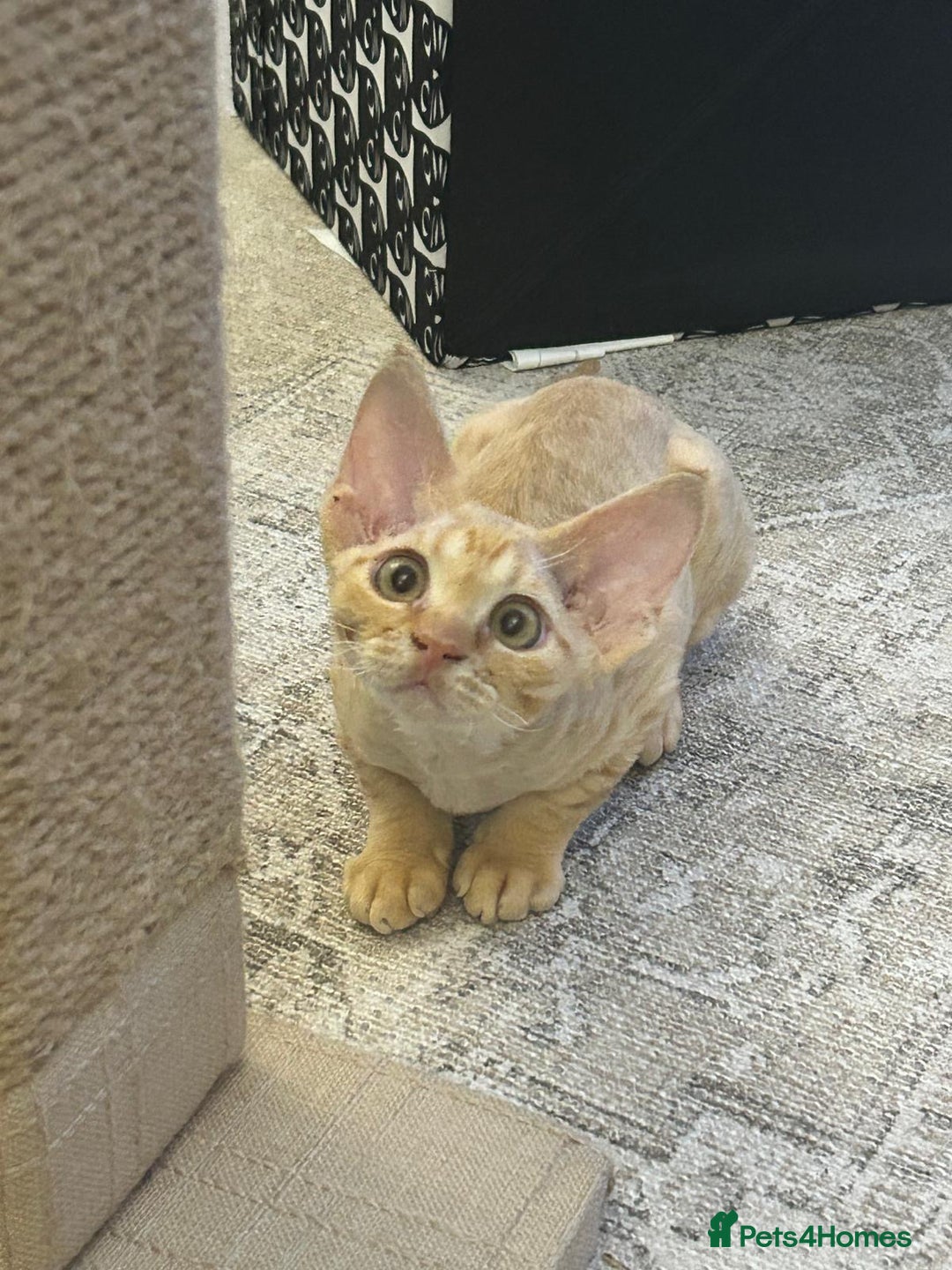 Devon Rex cats for sale: Devon Rex Kitten - Image 1