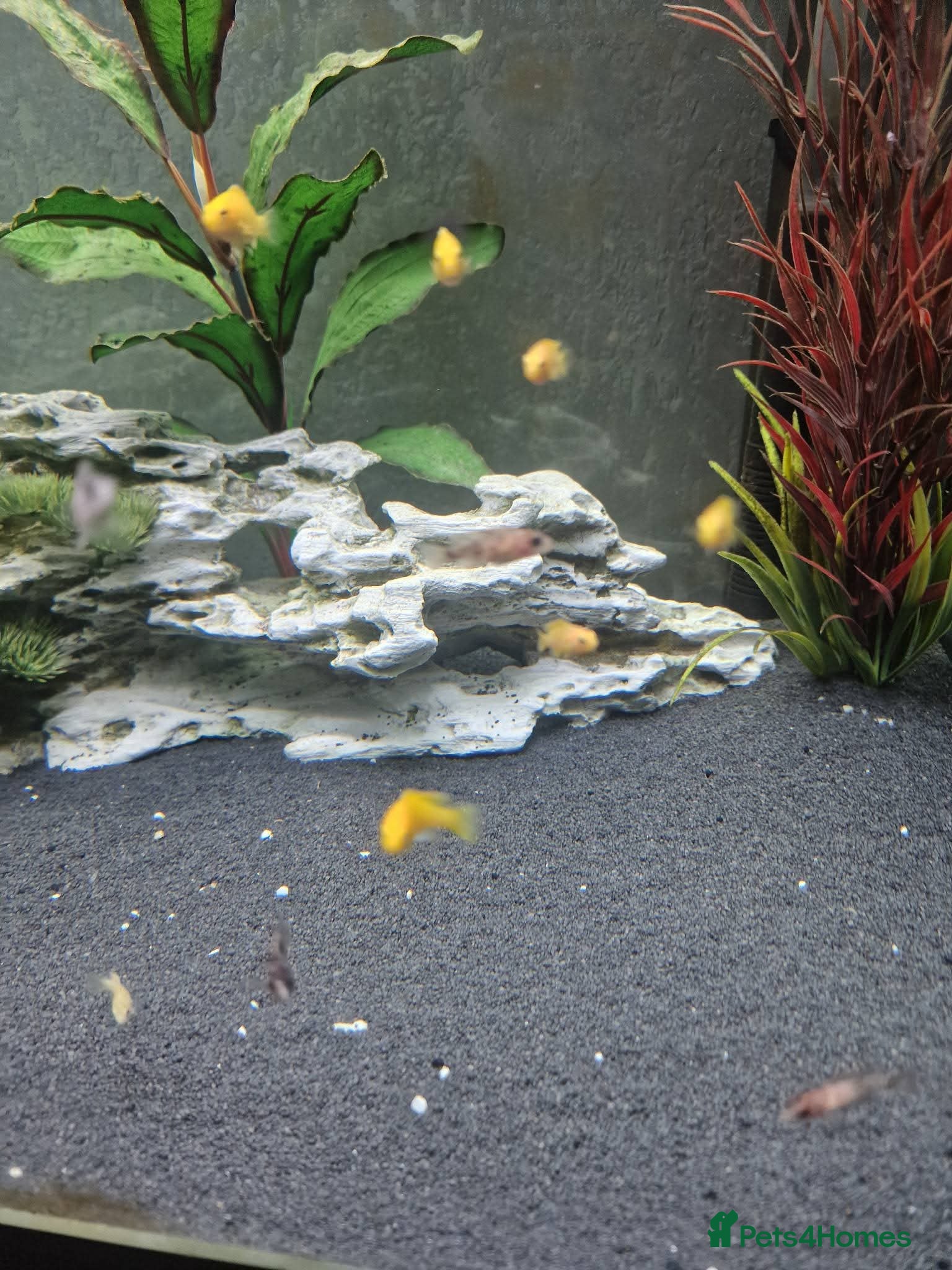 Cichlids fish Yellow Labs Cichlids - Advert 7