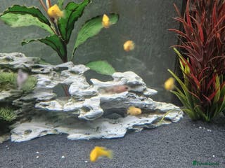 Cichlids fish Yellow Labs Cichlids - Advert 7