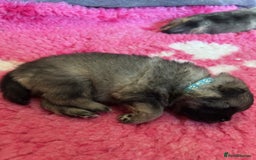 Keeshond dogs for sale: Keeshonds Two Beautiful Males  - Image 3