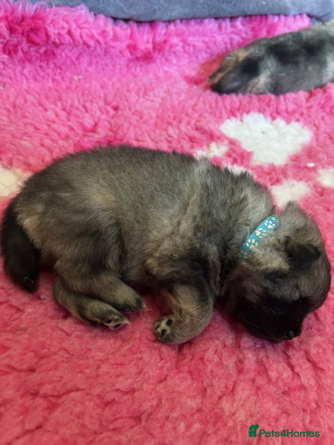 Keeshond dogs for sale: Keeshonds Two Beautiful Males  - Image 3