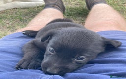 Borador dogs for sale: Beautiful Collie x Labrador Puppies - Image 4