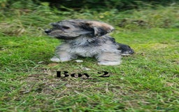 Shorkie dogs for sale: Shorkie pups ready now - Image 6