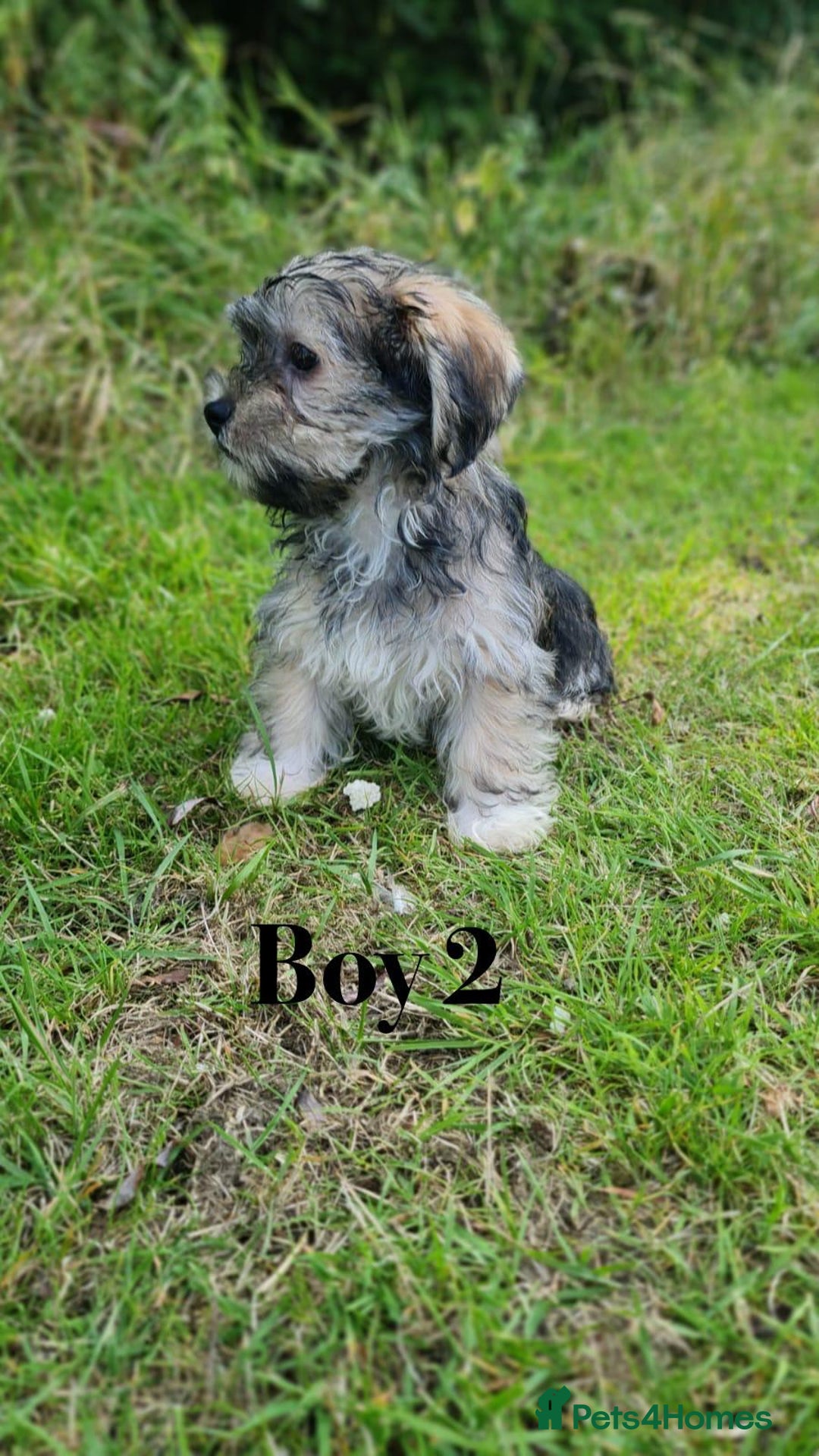 Shorkie dogs for sale: Shorkie pups ready now - Image 6