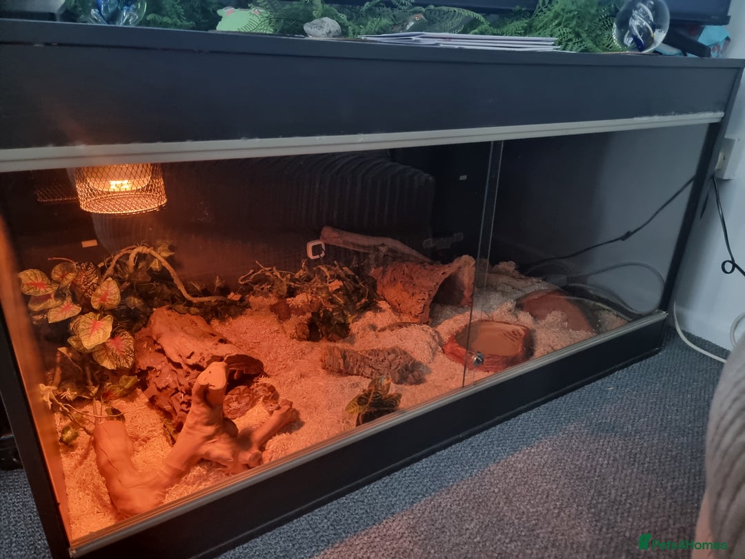 Corn Snake reptiles for sale: Corn snake for rehoming- 6 years old - Image 7