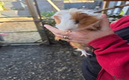 Guinea Pig rodents for sale: Long haired  - Advert 3