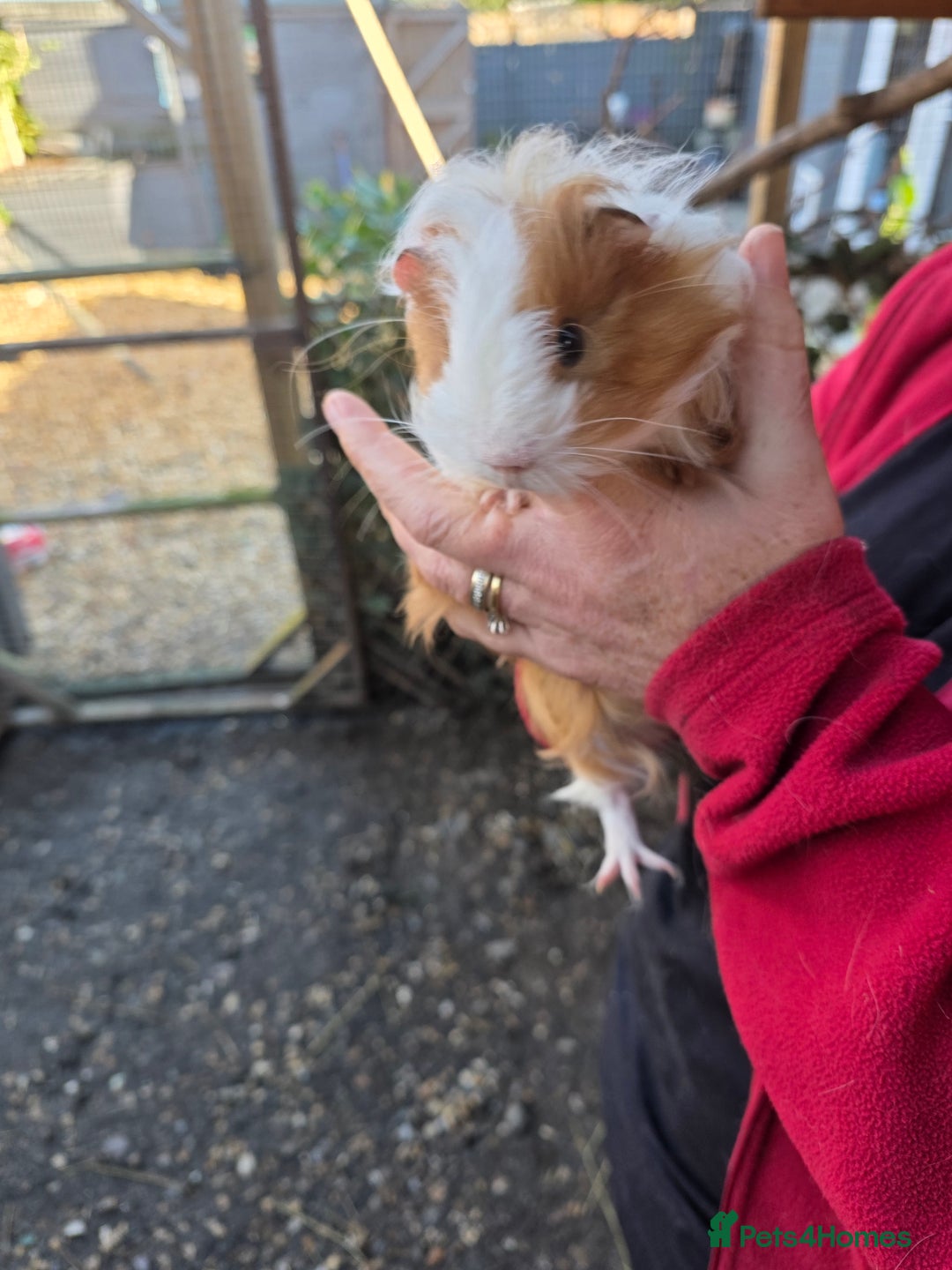 Guinea Pig rodents for sale: Long haired  - Advert 3