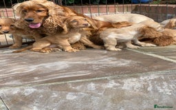 Cocker Spaniel dogs for sale: Gorgeous Adorable Golden Type Cocker  Spaniel  - Image 13