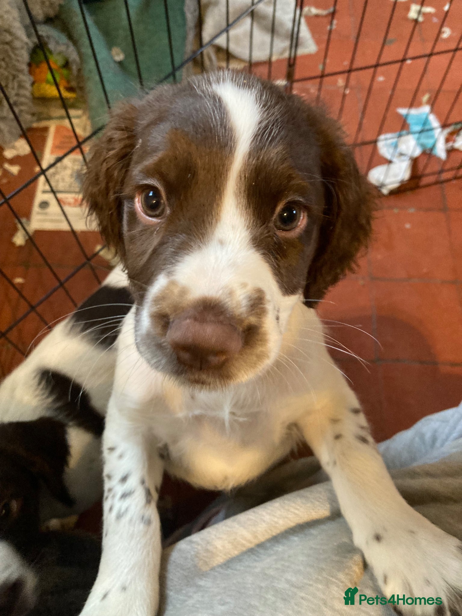 Sprocker dogs Springer X Sprocker puppies - Advert 6