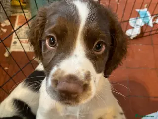 Sprocker dogs Springer X Sprocker puppies - Advert 6
