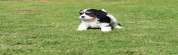 Cavachon dogs for sale: Beautiful Cavachon puppies for sale - Advert 23
