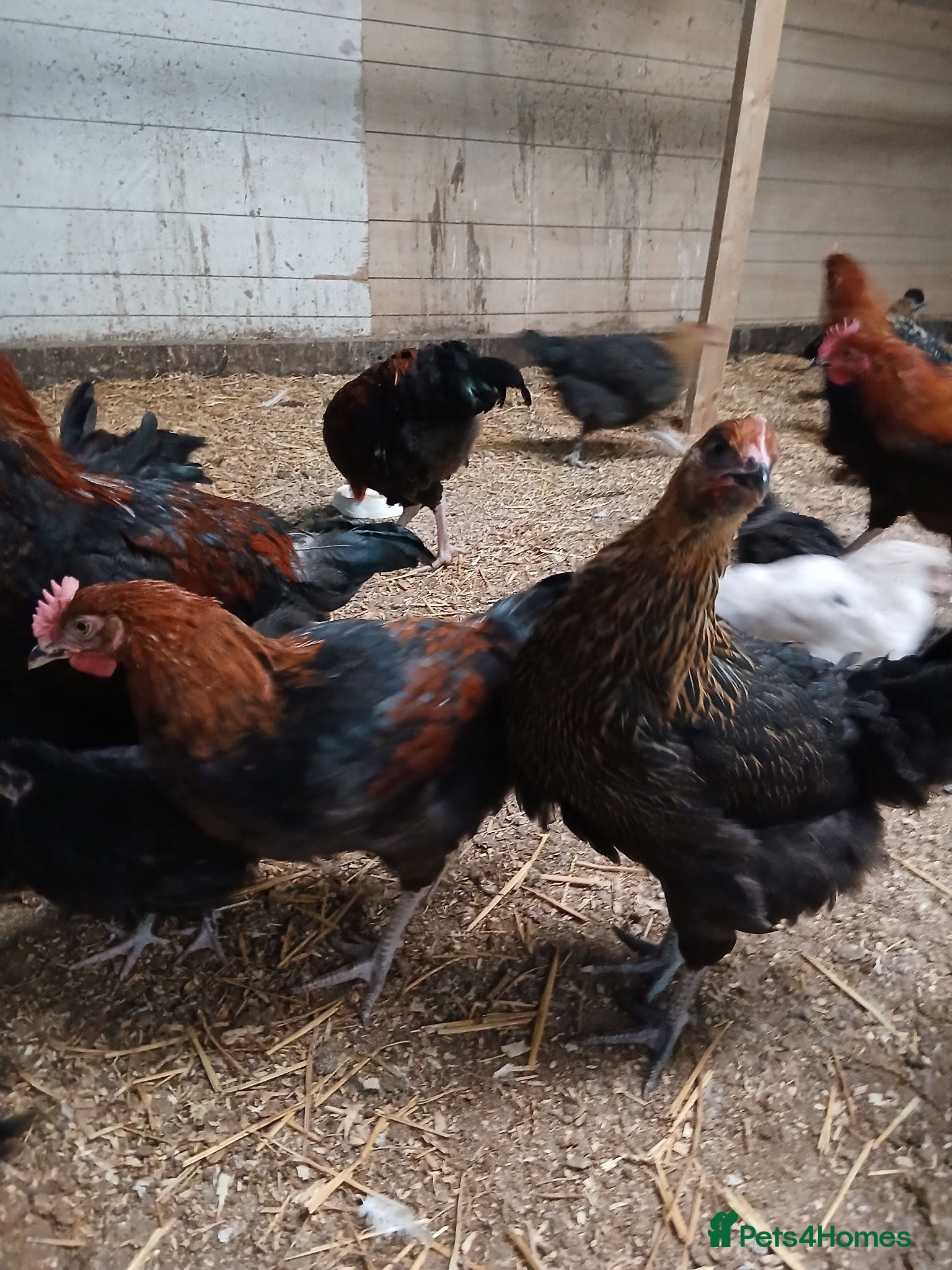 Chickens poultry Black Marren X Hens & Cockerals  - Advert 1
