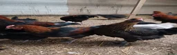 Chickens poultry for sale: Black Marren X Hens & Cockerals  - Advert 1
