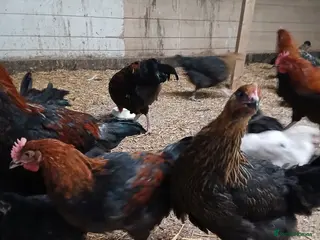 Chickens poultry Black Marren X Hens & Cockerals - Advert 1
