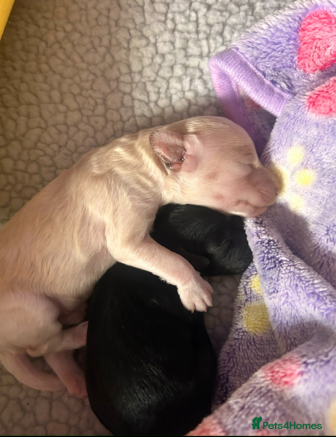 Cockapoo dogs for sale: Adorable F1B Cockapoo Puppies ready 6th November - Image 20