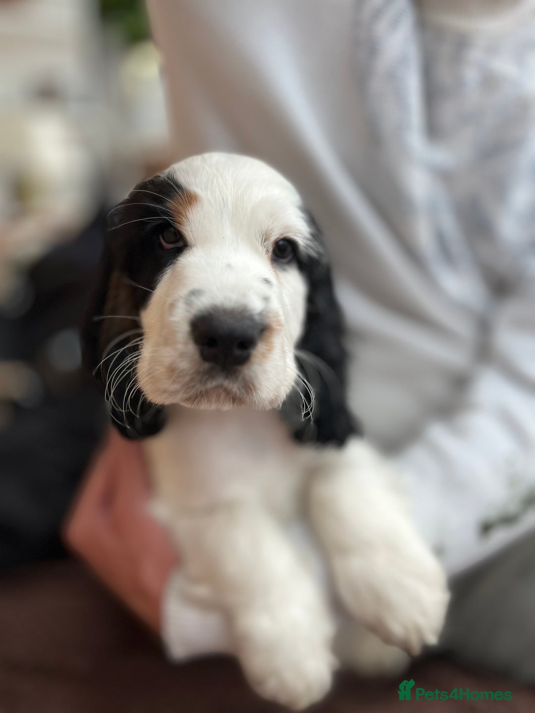 Cocker Spaniel dogs for sale: Show Cocker Spaniels2 - Image 3