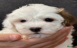 Coton De Tulear dogs for sale: Adorable Havaton puppies  - Image 6