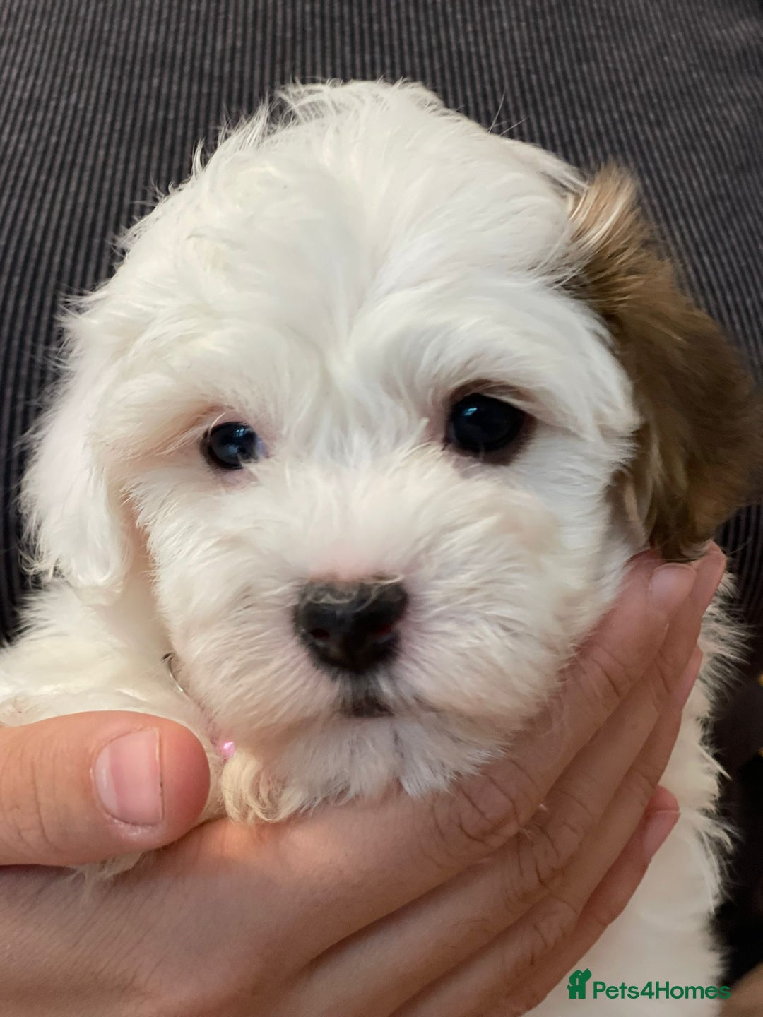 Coton De Tulear dogs for sale: Adorable Havaton puppies  - Image 6
