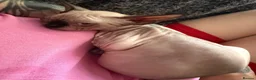 Sphynx cats for sale: Outstanding Sphynx Boy  - Advert 4