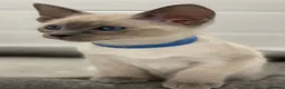 Siamese cats for sale: GCCF Registered Traditional Siamese Kittens.  - Advert 20