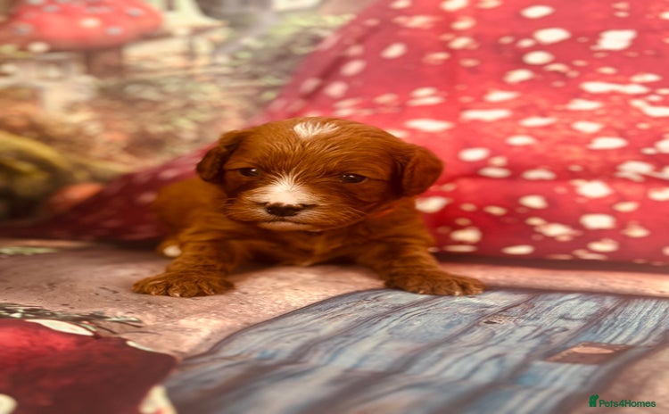 Cavapoo dogs - Advert 1