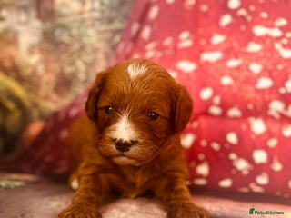 Cavapoo dogs for sale - Advert 1