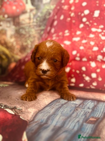 Cavapoo dogs - Advert 1