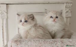 Ragdoll cats for sale: Amazing Ragdoll kittens - Image 6