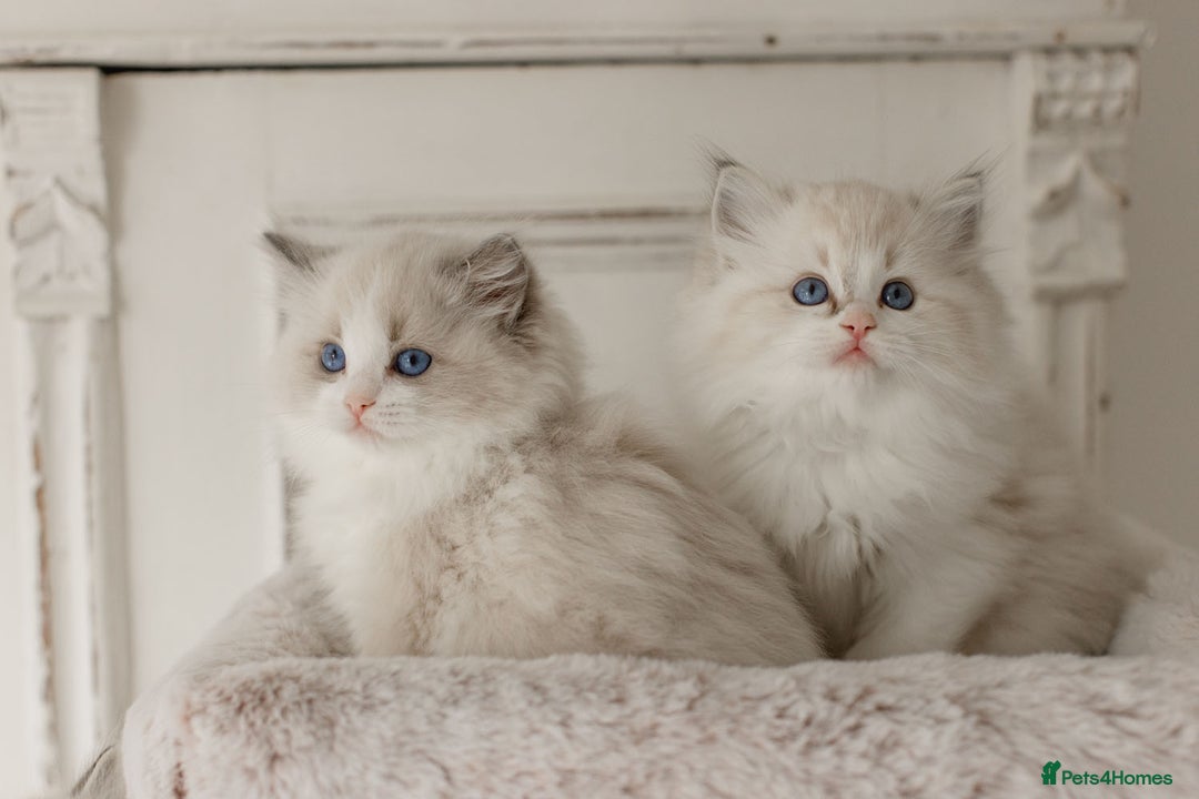 Ragdoll cats for sale: Amazing Ragdoll kittens - Image 6