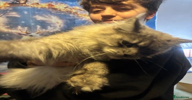 Maine Coon cats - Advert 6