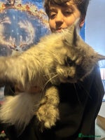 Maine Coon cats - Advert 1