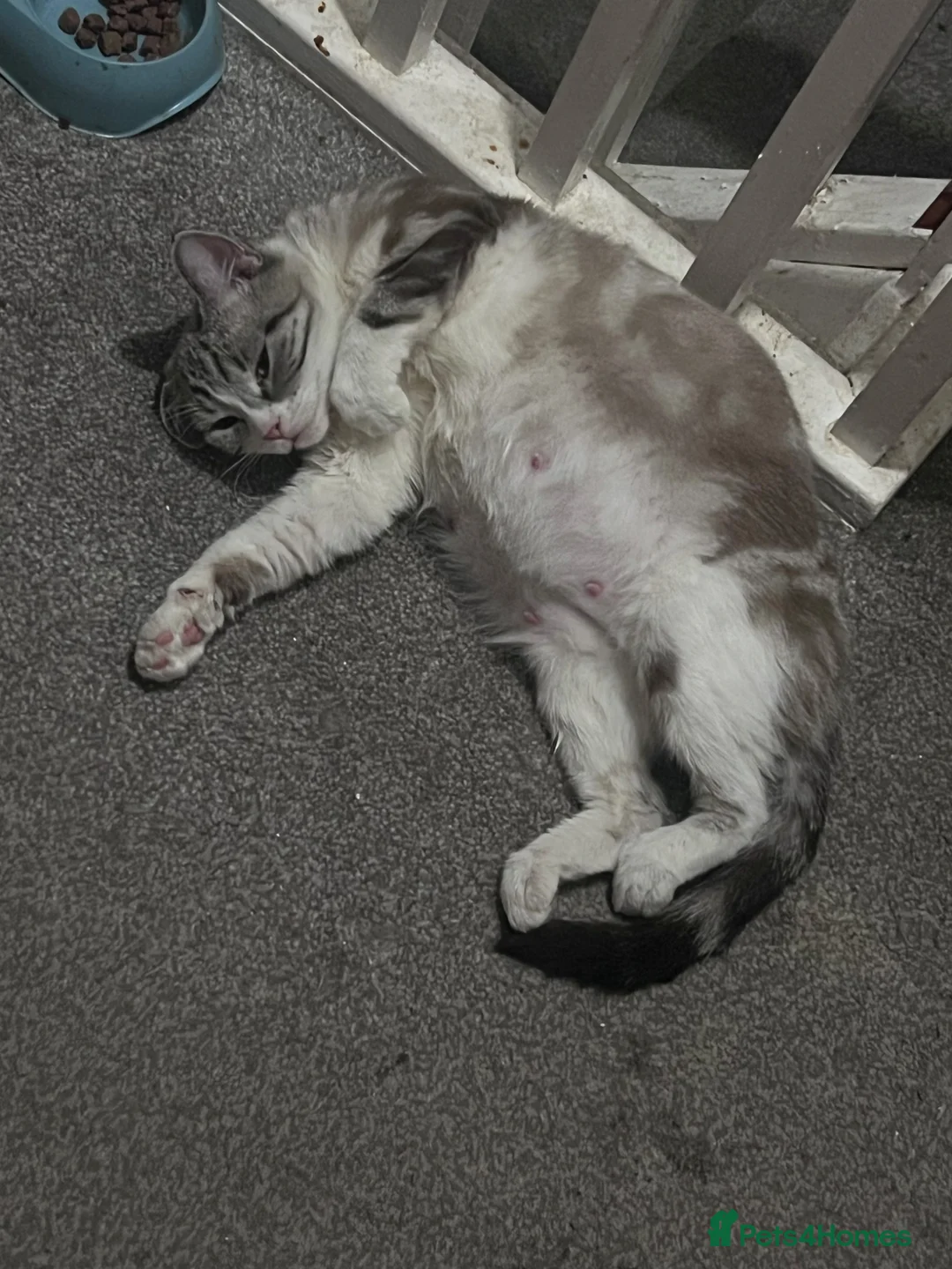 Mixed Breed cats for sale: Black and white small cat  - Advert 1