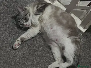 Mixed Breed cats Black and white small cat - Advert 3