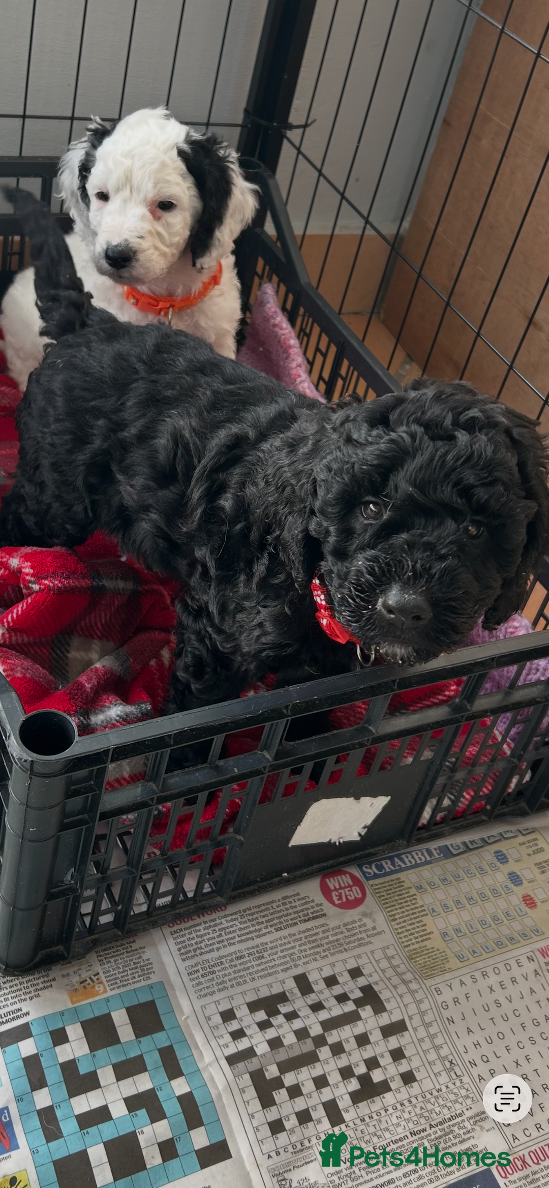 Cockapoo dogs for sale: Cockapoo - Advert 5