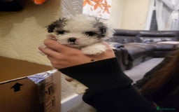 Bichon Frise dogs for sale: 4 beautiful puppies ready for loving homes - Advert 3