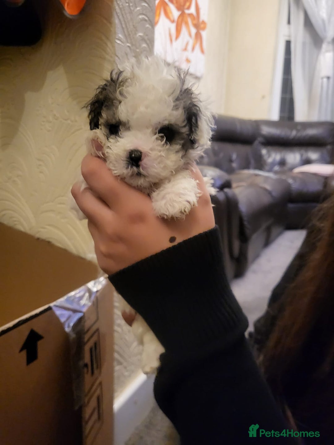 Bichon Frise dogs for sale: 4 beautiful puppies ready for loving homes - Advert 3