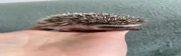 Pygmy Hedgehog rodents for sale: Ready now - Female Pygmy Hedgehog - Advert 25