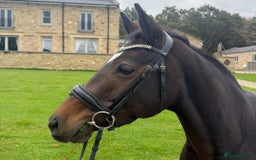 Belgian Warmblood horses for sale: Libertee - Dressage, happy hacker type - Image 4