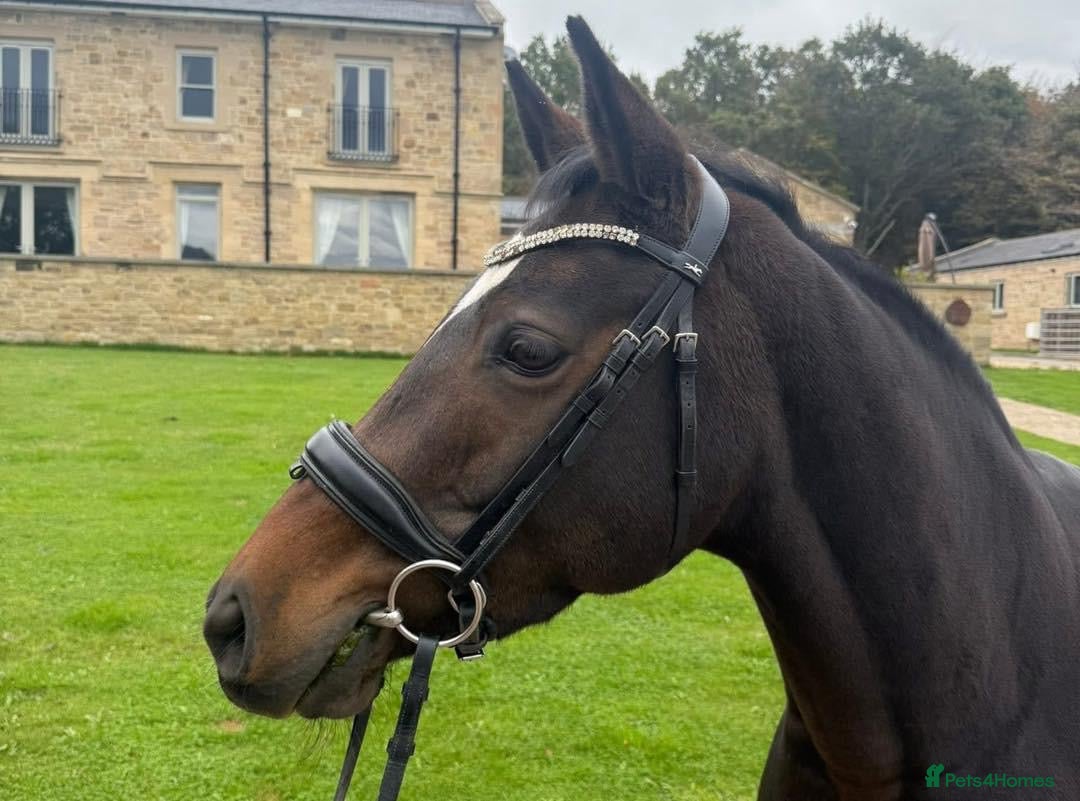Belgian Warmblood horses for sale: Libertee - Dressage, happy hacker type - Image 4
