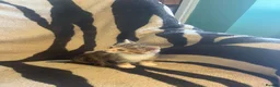 Mixed Breed cats for sale: 5 Beautiful kittens available  - Advert 7