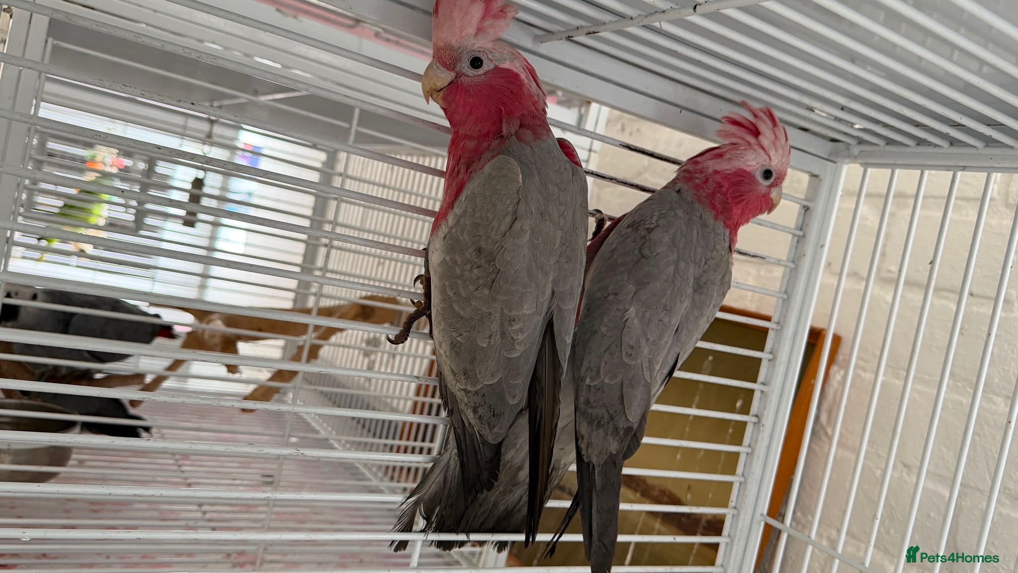 Parrots birds Babe Galah cockatoo, Amazon, conure - Advert 4