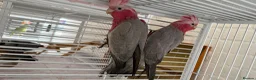 Parrots birds for sale: Babe Galah cockatoo, Amazon, conure - Advert 1