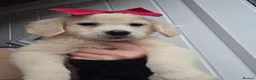 Golden Retriever dogs for sale: Golden retriever - Advert 22