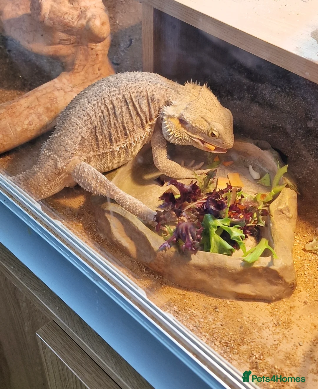Bearded Dragon reptiles for sale: 5 year old lovely female Bearded Dragon + housing - Advert 10