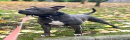 Staffordshire Bull Terrier dogs for stud: KC Registered Staffordshire Bull Terrier Stud - Advert 11